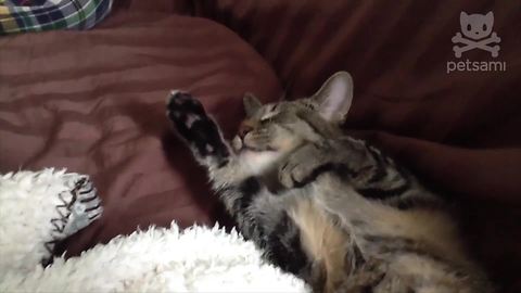 Cat Makes Funny Sounds While Sleeping