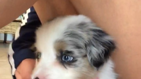 Mini Australian Shephard Puppy