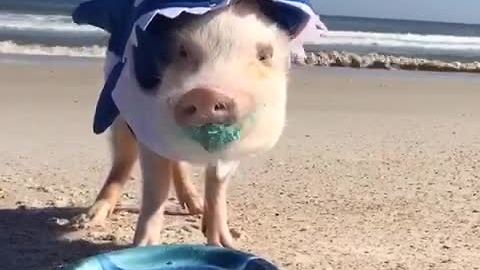 Piglet Celebrates His Second Birthday As A Shark On The Beach