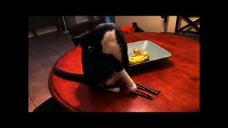 Oreo- Catnip Sticks