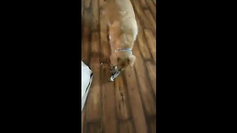 Golden Retriever begs to open early Christmas gift