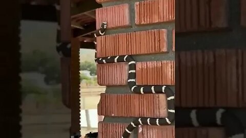 Imagina esta serpiente subiendo por la pared de tu casa 🐍