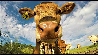 Adorable baby cows become fascinated with action camera