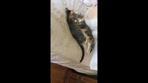 Twin kittens are never apart from each other