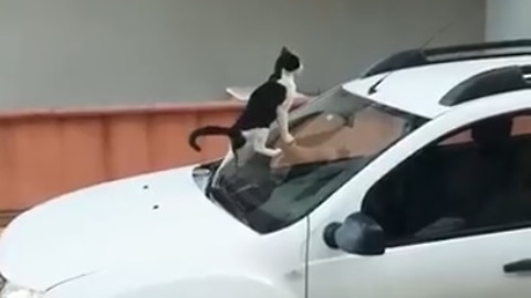 Cat Poop on Windshield to Give A Lesson His Owner - Funny Cat 2018