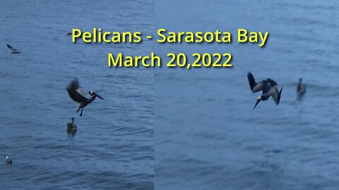Pelicans Diving - Sarasota Bay - March 20, 2022