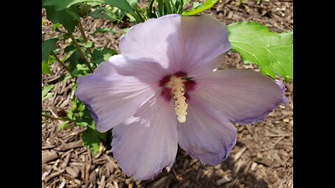 Flowers For The New Year From Petunia