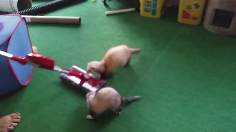 Two Adorable Ferrets Obsessed With A Vacuum Cleaner