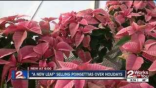 "A New Leaf" selling poinsettias over holidays