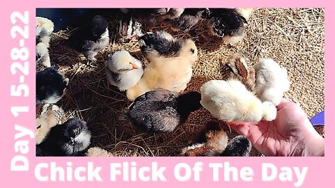 Silkie, Cochin, & Polish Chicks Growing - May 28, 2022