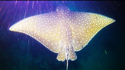 Deadly stingray circles back and touches diver