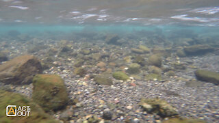 Western River Trout Underwater