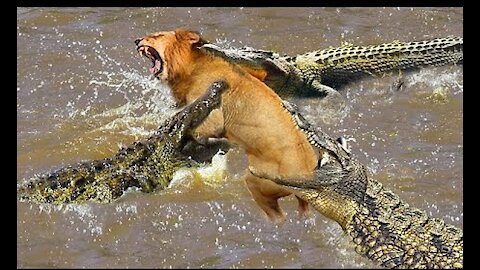 BABY LION TRUST TO CROSS RIVER FULL OF CROCODILES