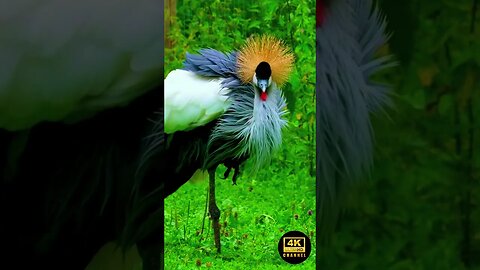 Love Bird 4K Animal Sleep Song Music Tv - lovebird singing & chirping sounds - green fischer pair