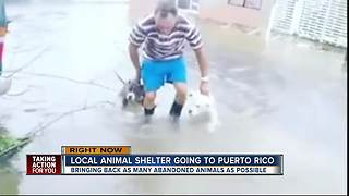Local animal shelter going to Puerto Rico
