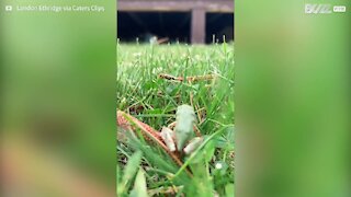 Small frog has big problems leaping through tall grass