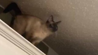 Cat takes a tumble chasing moth