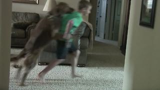 Dog And Child Run Around Living Room