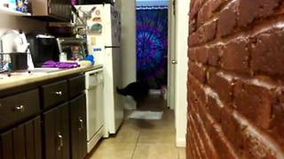 Funny Cat’s Parkour Skills