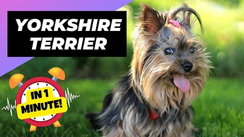 Yorkshire Terrier - In 1 Minute! 🐶 One Of The Smallest Dog Breeds In The World | 1 Minute Animals