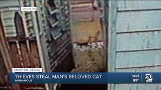 Man heartbroken over stolen cat