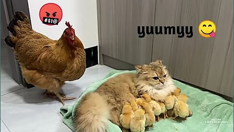 The hen🤬suspects the kitten has stolen the chicks!The cat🐱returned the chick to the hen🤣