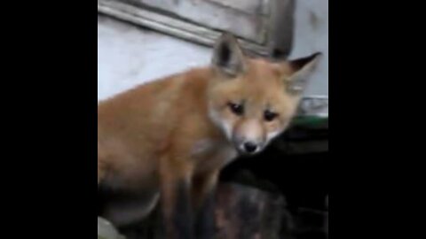 Mama Fox Burys Food Baby Fox Digs It Up