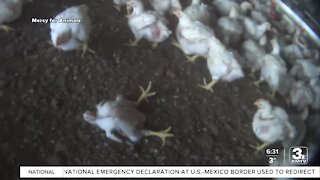 "Costco Exposed" campaign uses undercover video from local farm that supplies Fremont chicken plant