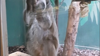 Cute monkey eating fruit at the zoo