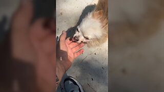 Magical moment abandoned Chihuahua finds a new owner