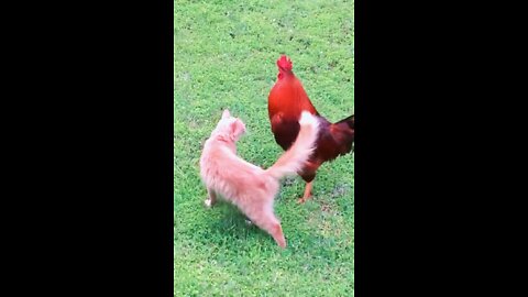 Rooster and cat, best of friends.🐓 2022 #rumbleshorts videos