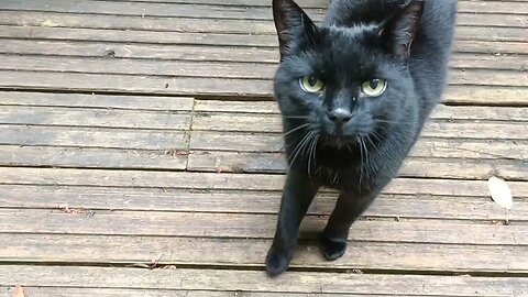 Friendly cat meows good morning | Ralph the Black Cat