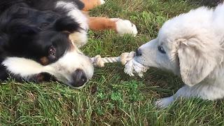 Bernese Mountain Dog effortlessly wins tug-of-war against puppy