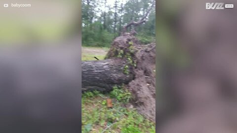 Furacão faz cair árvore sobre canil! 1