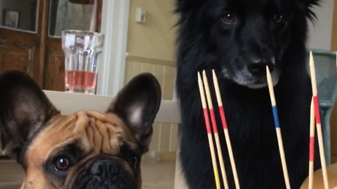 When the humans play with little sticks...