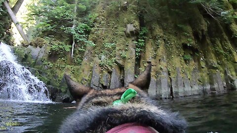 Dog wearing GoPro swims in scenic swim hole