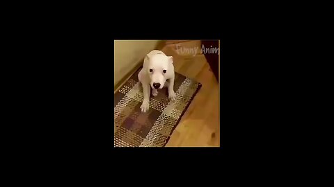 funniest dogs _ Do not miss the end🤣🤣