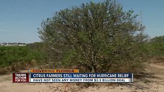 Citrus growers to go out of business before hurricane relief arrives