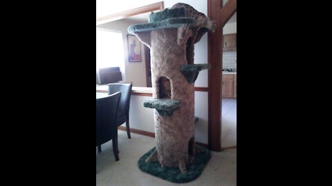 Huge 6ft Tall Cat Tree Homebrew DIY - aka "The Tower"