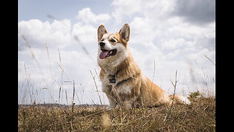 Top 10 Beautiful Dog Breeds