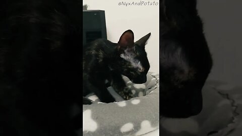 A Sleepy Tortie Kitten Making Biscuits: Adorable Cat Nap Moments