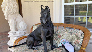 Funny Great Dane Watch Dog Can't Decide Where She Wants To Sit