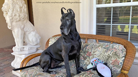 Funny Great Dane Watch Dog Can't Decide Where She Wants To Sit