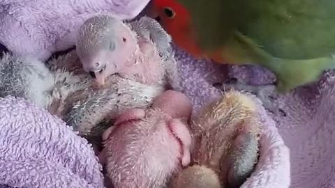 Mama parrot takes care of her babies