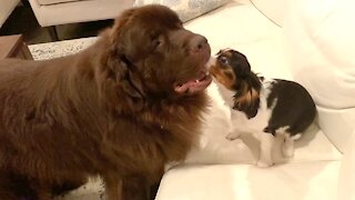 The most unlikely playmates: Giant Newfie and Cavalier puppy