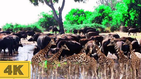 4K African Wild Animals | Amazing Wildlife of African Savanna | Scenic Relaxation Film