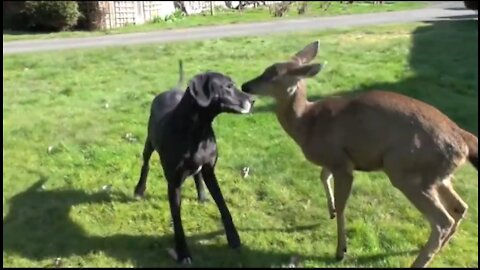 Deer Loves to play with his Friendly Dog