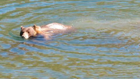 Just a bear, taking a swim…