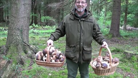 A 'Fairy-tale' Porcini / Penny Bun / Cep / Boletus Edulis Mushroom Hunt UK