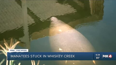 Family of manatees stuck in Whiskey Creek after Idalia